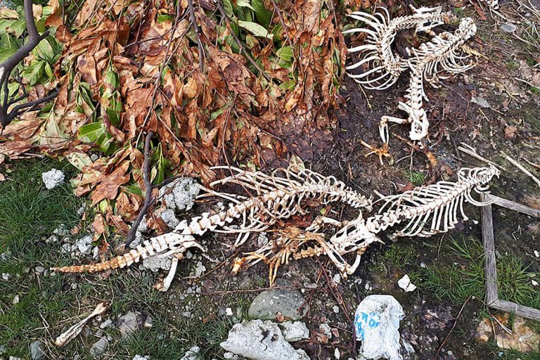 Skeletons found near Campbell River are probably otters, not wolves