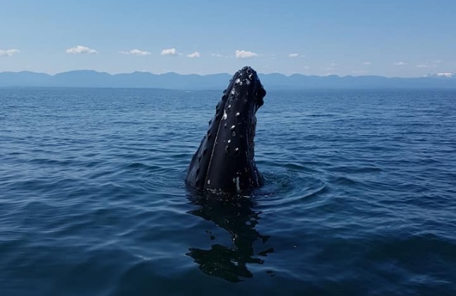 Courtenay family has close encounter with pair of humpback whales