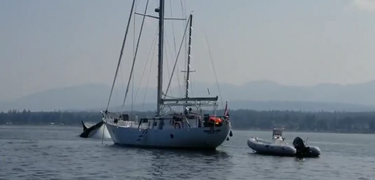 Visiting orca takes anchored sailboat for a joyride