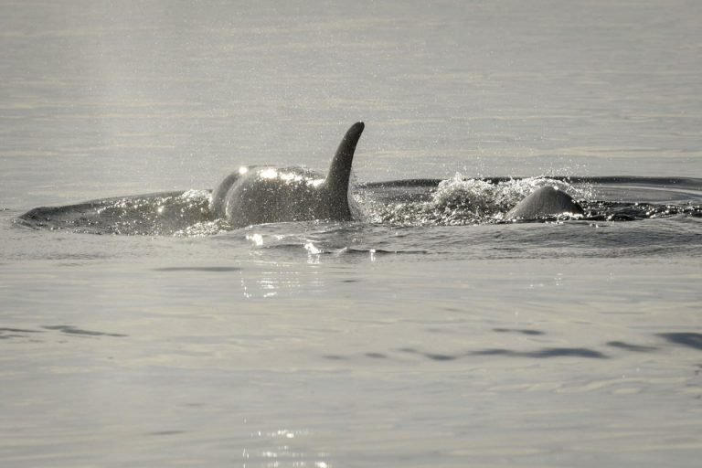 Search underway for sick orca whale