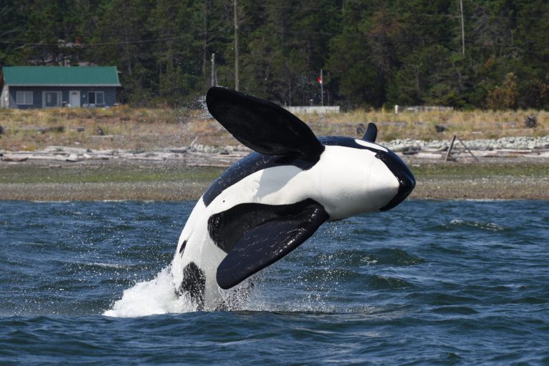 Orca lured from Comox Harbour by whale recordings