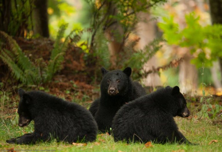 Campbell River man welcomes black bears to backyard