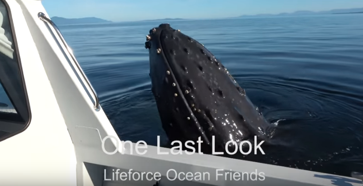 Humpback whale cracks boat window near Comox