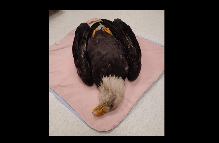 Lead poisoning suspected in three more North Island eagle deaths