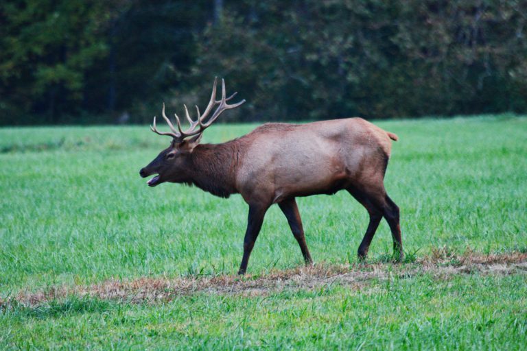 Conservation service looking for witnesses after elk shot illegally near Gold River