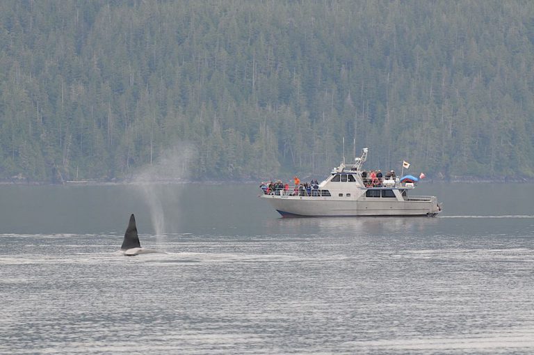 Stubbs Island Whale Watching Company closing after 38 years