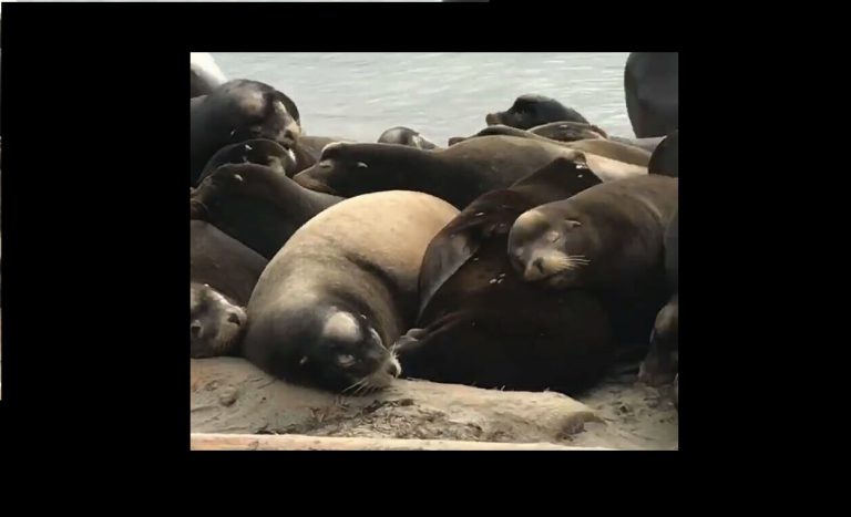 Sea lions to leave Powell River soon: DFO