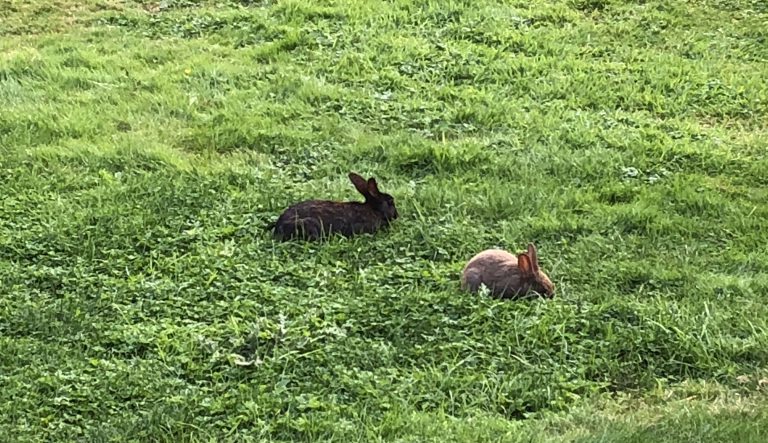 Rabbit owners asked to vaccinate pets against rabbit haemorrhagic disease