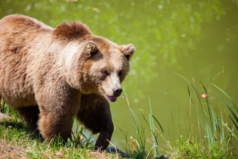 Man uses knife to fight off bear attack