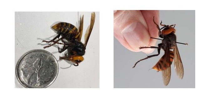 Asian giant hornets confirmed on Vancouver Island for first time