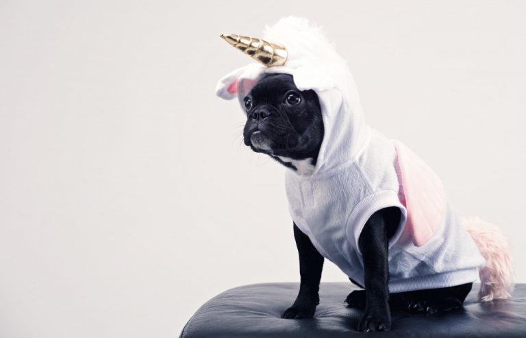 BCSPCA tips to keep your pets safe this Halloween