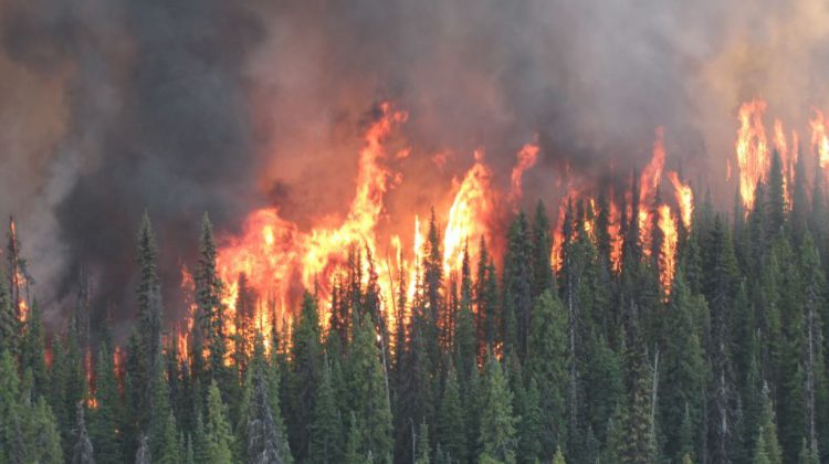 Criteria extended for provincial wildfire risk reduction projects