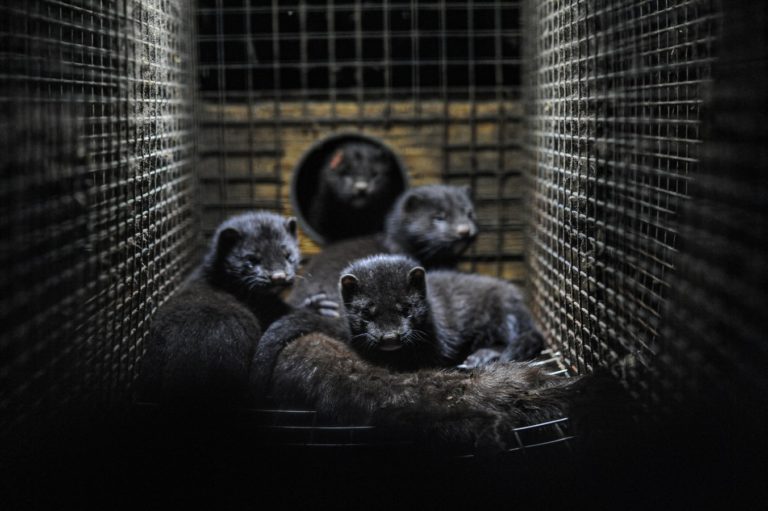 B.C.’s chief veterinarian says COVID-19 could spread to other animals, following outbreak at Fraser Valley mink farm