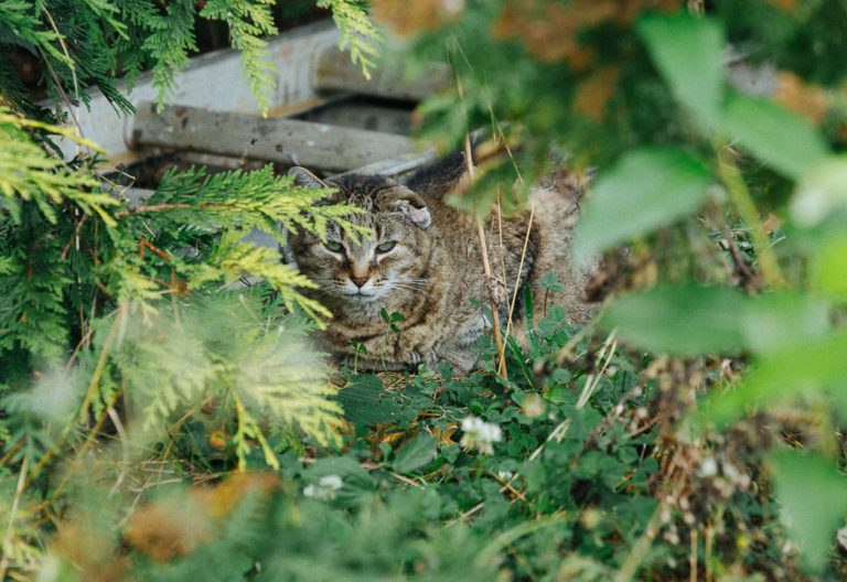 BC SPCA funding helps the Cat’s Meow Society address cat overpopulation