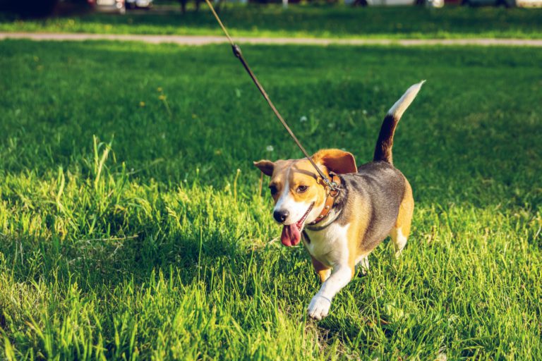 Port Hardy council seeks community input for proposed dog park