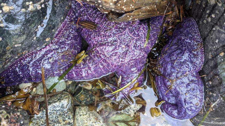 Sea star monitoring underway in the Discovery Islands