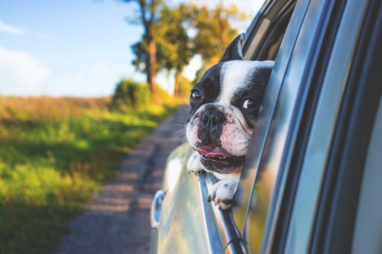 ‘Disaster does happen really quickly’: Campbell River SPCA stresses dangers of leaving pets in hot cars