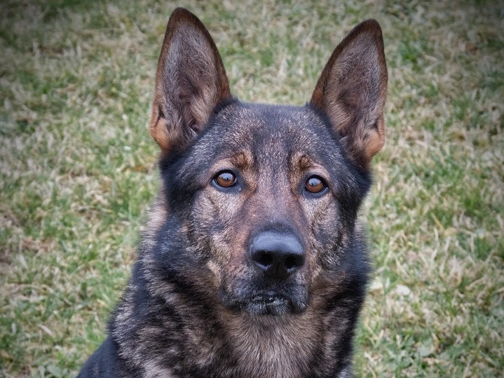 North Island police dog catches alleged drug dealers