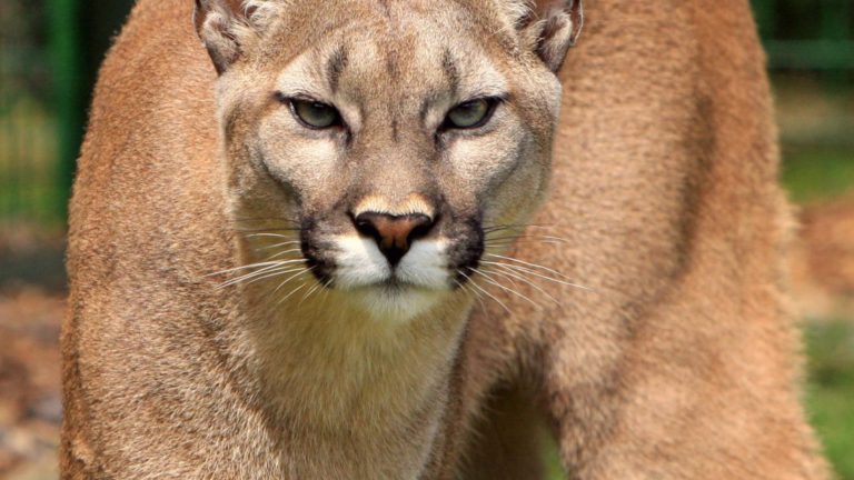 Man fends off cougar in Woss after it pinned down pet dog 