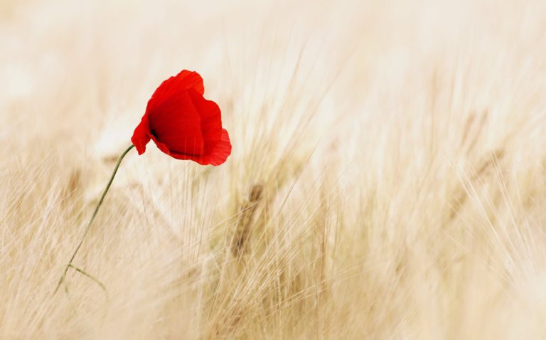 Remembrance Day on the North Island