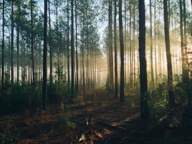 “Forests are places of beauty:” Minister of Forests issues statement for National Forest Week