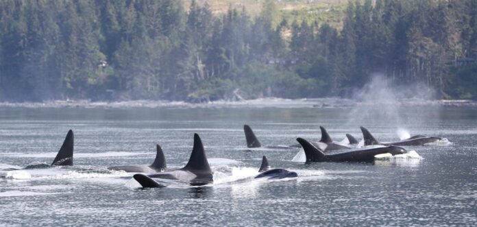 All Canada’s killer whales are threatened, experts say