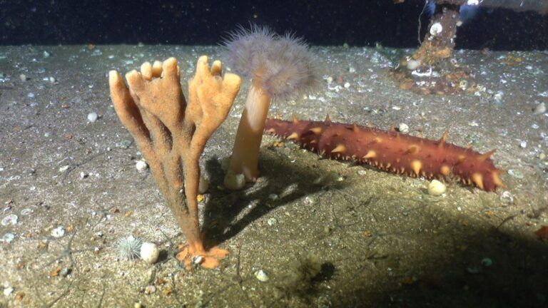 Artificial reefs highlighted as a habitat and tourism option