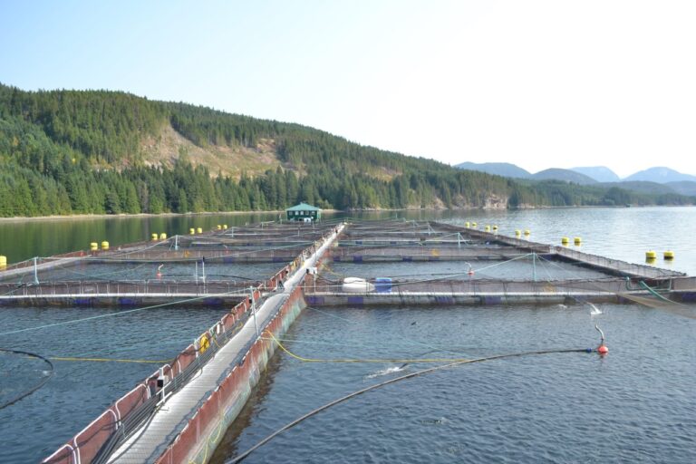 Judge upholds former minister’s decision to let salmon farm licences lapse