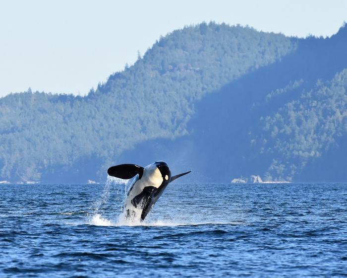 Public feedback wanted to help BC’s endangered killer whales