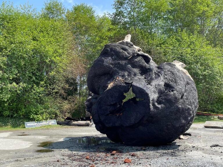 Volunteers hope to build new home for burned burl