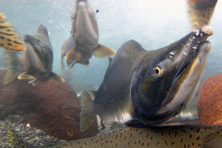 Feds provide $10m funding for salmon enhancement projects around Island