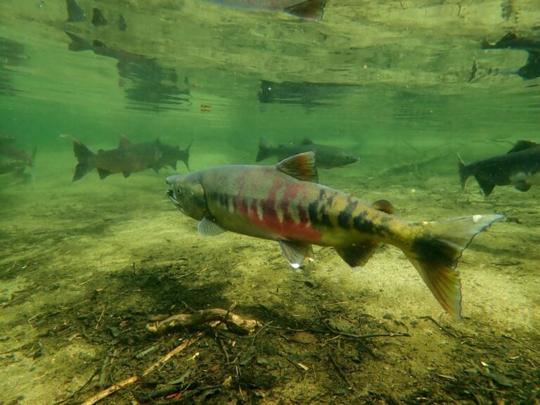 Climate change playing havoc with some salmon species, while benefitting others: expert