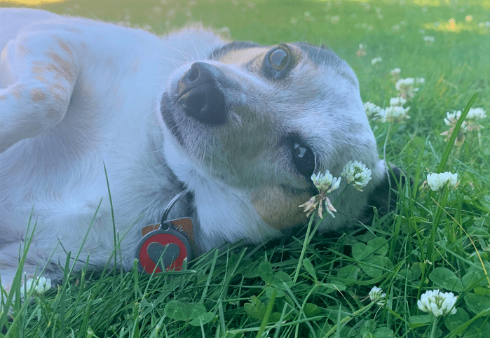 New dog park’s name down to a community vote