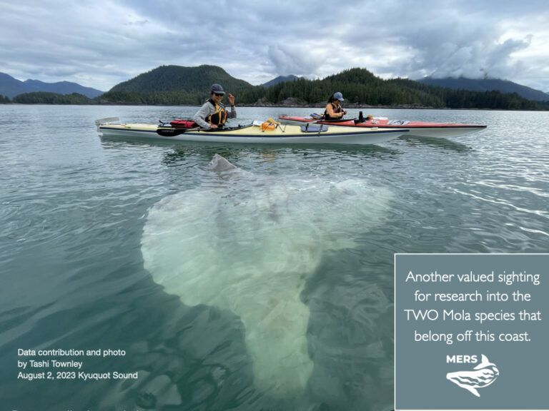 Photo of ocean sunfish taken off the coast of Vancouver Island