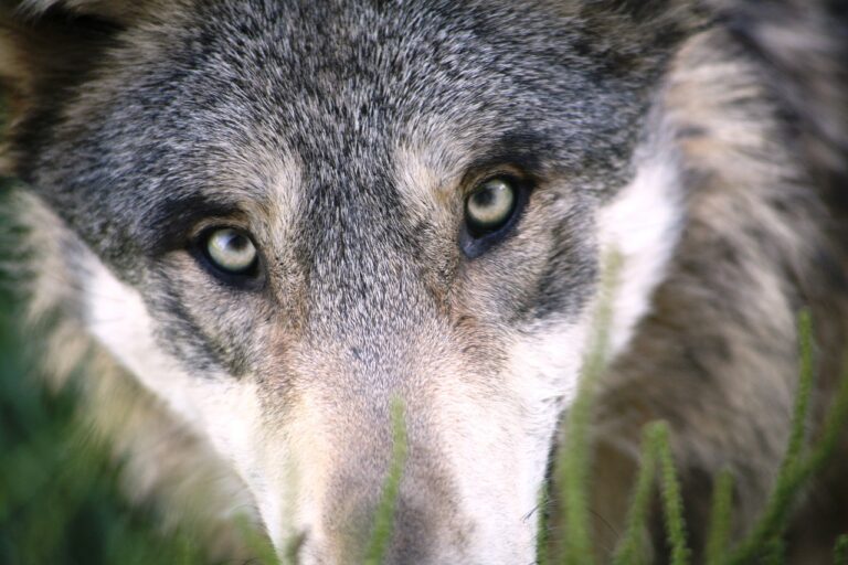 Conservation officers should help catch killer wolf-dog, says BCSPCA