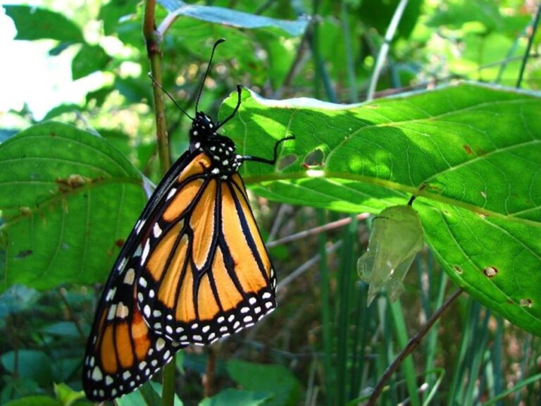 Monarch butterflies endangered in Canada, bumblebees not far behind