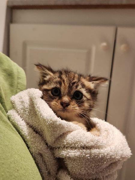 Kittens Tossed in the Trash Found at Waste Recycling Centre