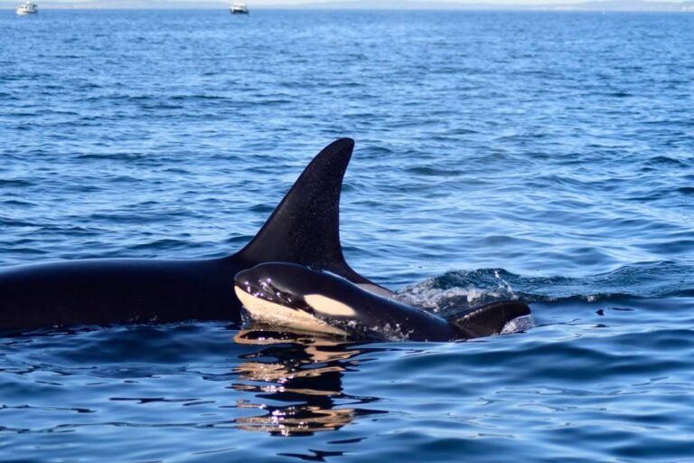 Endangered orca pod welcomes new male over Christmas