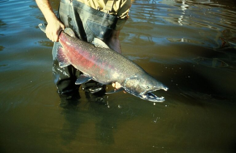 Chinook poachers fined $96K for illegally catching too many salmon