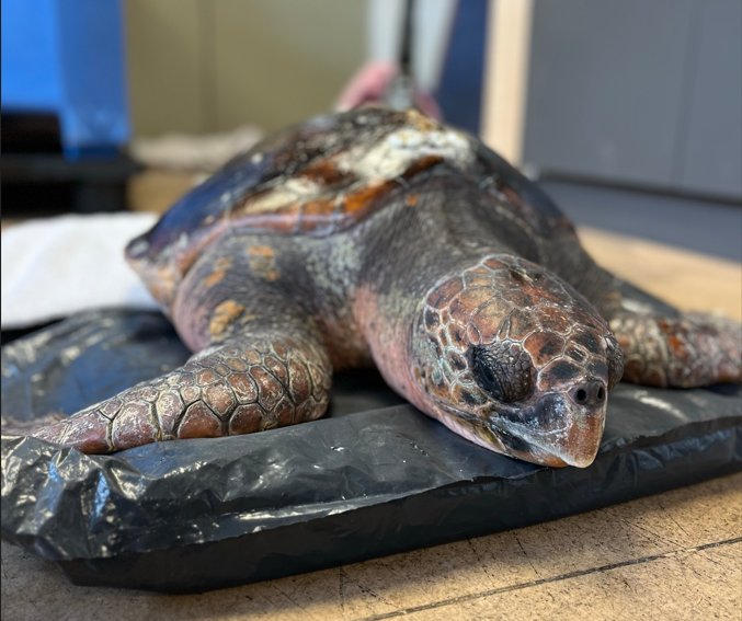 Crab fishers help rescue rare loggerhead turtle near Victoria