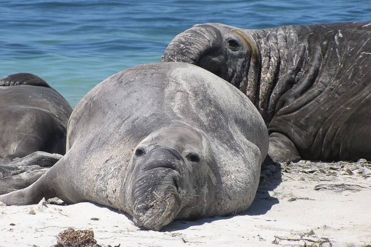 Elephant seal at Visitor Info Centre just wants to molt in peace