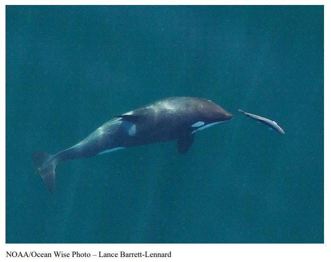 Enviro groups urge emergency action to protect endangered killer whales