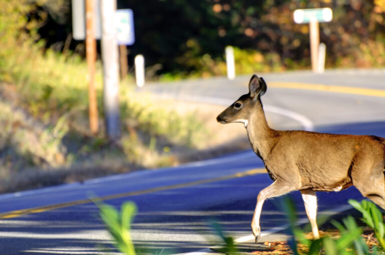 DriveBC encourages watching for wildlife after multiple deer crashes