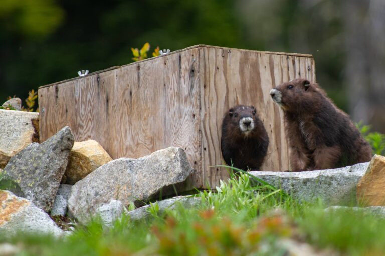 Feds failing Canada’s endangered species, independent audit shows