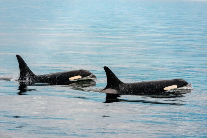 Orphaned Orca calf has yet to reunite with extended family