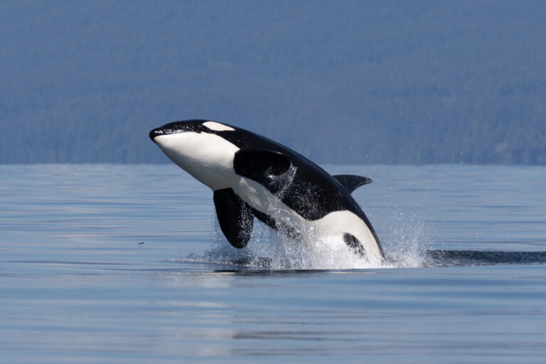 Orca sightings up 70% while transients experience a ‘baby boom’