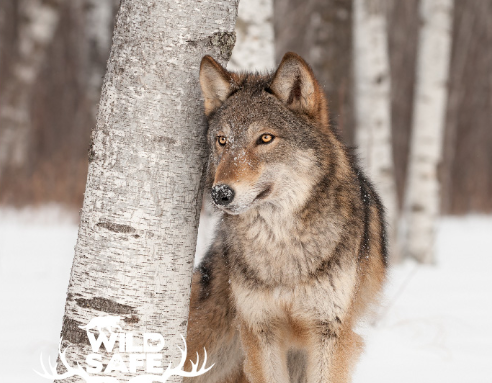 Wolf spotted near Port Hardy walking trail