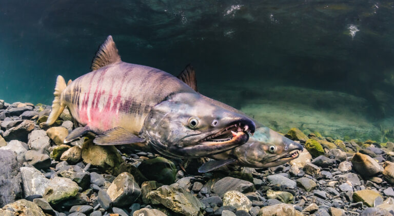 Chum forecast looking better than expected, commercial fishery likely