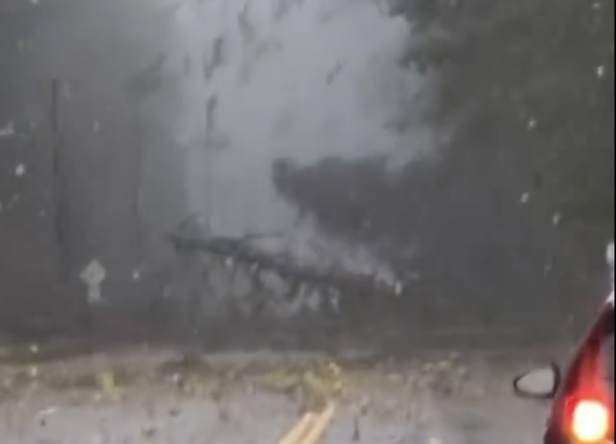 Wind knocks down trees on highway in dashcam video