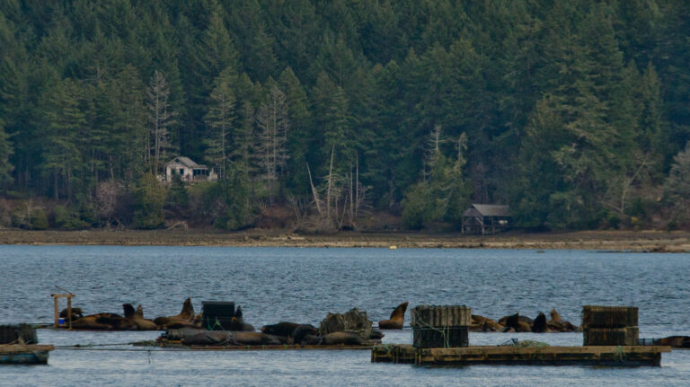 Island-grown oysters prompt norovirus warning after illnesses reported in USA, BC